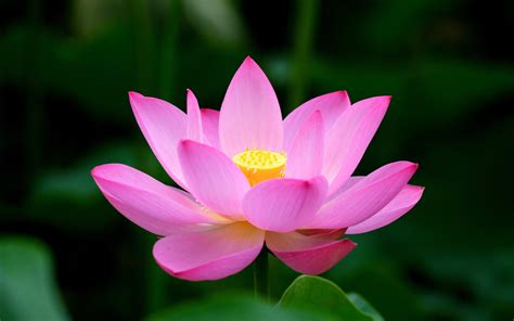 Lotus: The National Flower of India