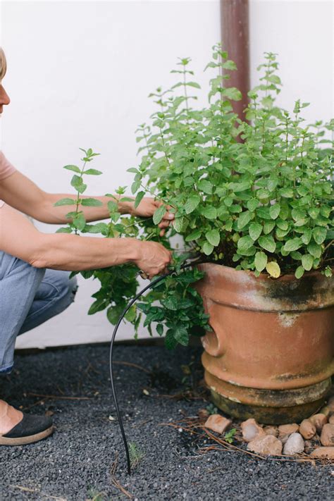 How to Grow Mint in an Organic Herb Garden • Gardenary