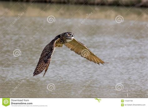 Eurasian or European Eagle Owl. Eagle-owl Bird of Prey Flying Ab Stock Photo - Image of flying ...