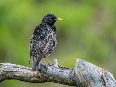 Female Starlings (Identification Guide) | Birdfact