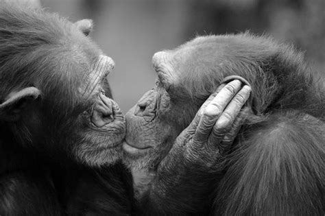 True love. by John More / 500px | Animal photography, True love, Animal ...