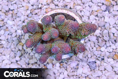 Acropora – Australia | Corals.com