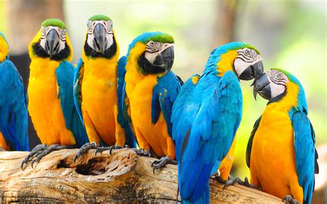 Lovely Macaw Parrot wallpaper | 2880x1800 | #13728