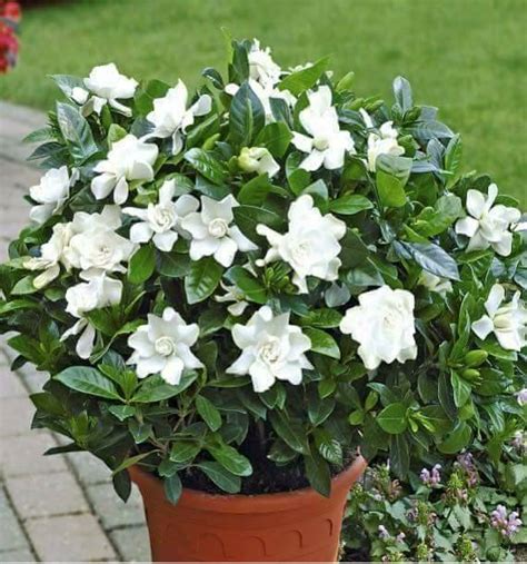 Jasmine Seeds, 20 seeds/pack – GreenSeedGarden