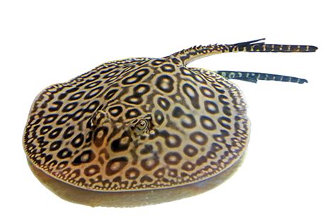 Freshwater Stingray Care Guide