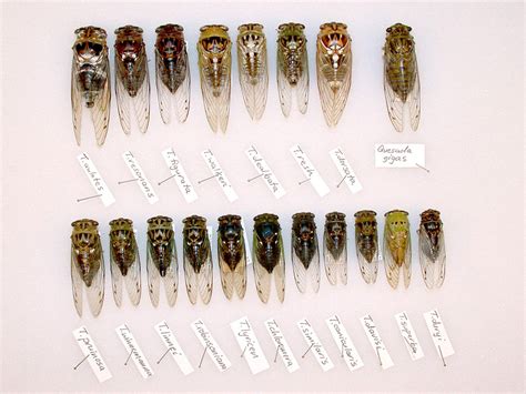 Types Of Cicada