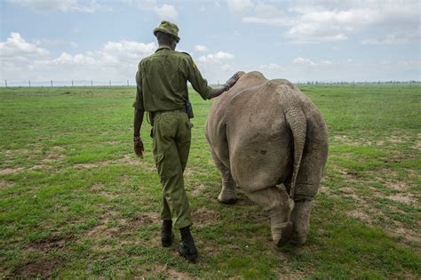 Scientists created a hybrid rhino embryo in a lab to save species | Mashable