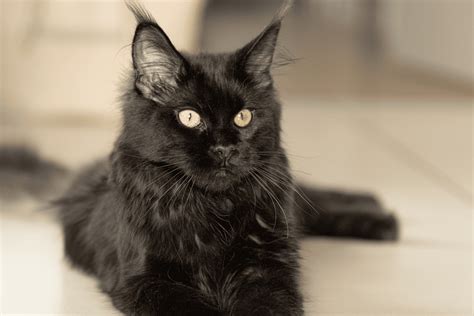 Black Smoke Maine Coon: A Majestic Cat That Will Steal Your Heart