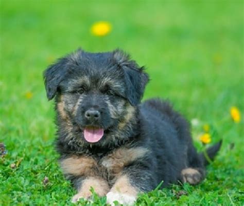 Bergamasco Sheepdog Puppies Behavior And Characteristics In Different ...