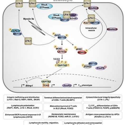 Overview of the Hippo signaling pathway in Drosophila (A) and mammals... | Download Scientific ...