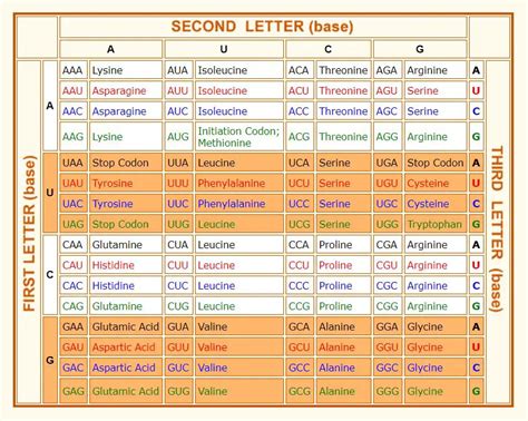 Helpful Reference: Amino Acid Chart, Definition, and Study Guides