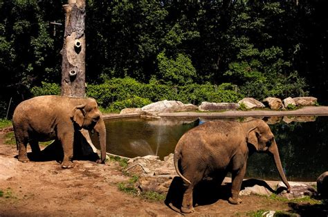 The Bronx Zoo’s Loneliest Elephant - The New York Times