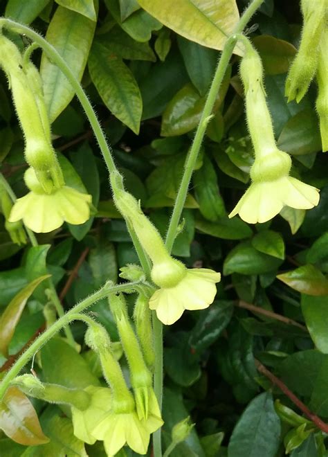 Nicotiana Alata Lime Green | ubicaciondepersonas.cdmx.gob.mx