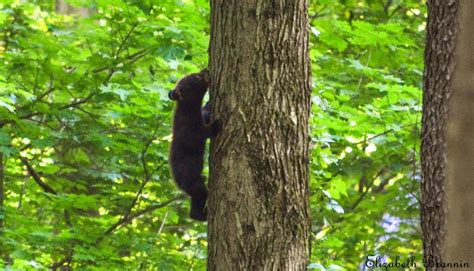 New Jersey Wawayanda State Park Bear cubs | State parks, Bear cubs, Wildlife