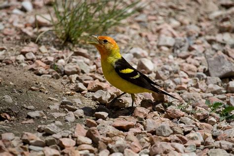 Western-Tanager-GRSM - The Naturalist Journeys Blog