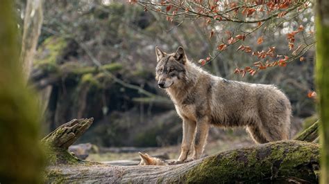 Wolfsblick, Wald 3840x2160 UHD 4K Hintergrundbilder, HD, Bild