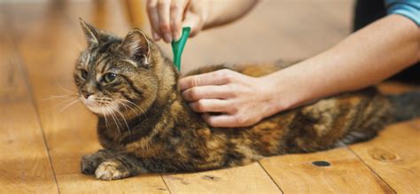 Flea and tick treatment & prevention for cats & kittens | FRONTLINE