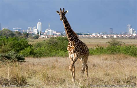 Flights to Africa: Nairobi Safari Trips