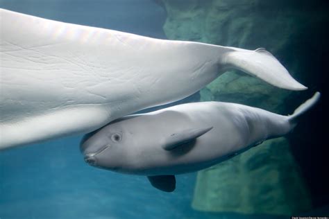 New Baby Beluga At Shedd Aquarium Makes Public Debut, Is A Girl (PHOTOS ...