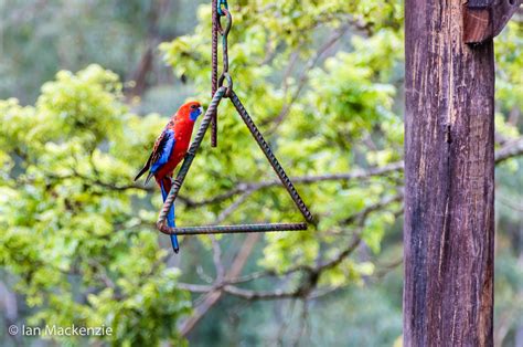 Crimson Rosella — Local Scene Photography