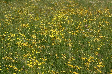 Meadow, grass, flowers | Stock image | Colourbox