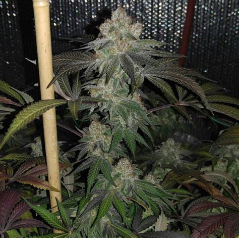 Sweet Pink Stink - Feminized - Southern Oregon Seeds