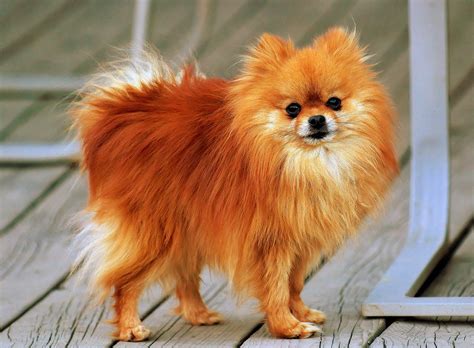 File:Pomeranian orange-sable Coco.jpg - Wikimedia Commons