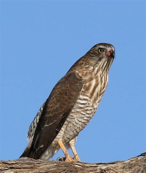 gabar-goshawk- – BirdLife eThekwini KZN