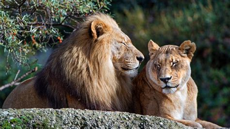 Lion couple - backiee