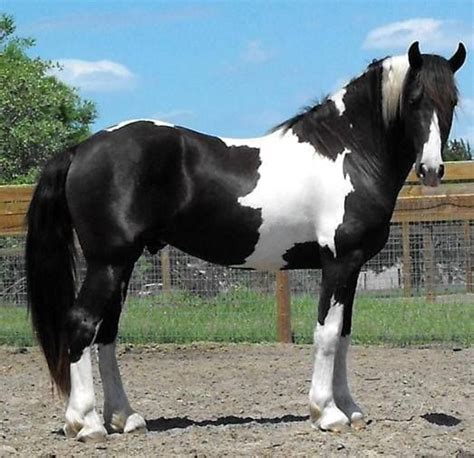 174 best Tobiano Pinto/Paint images on Pinterest | Horses, Beautiful ...