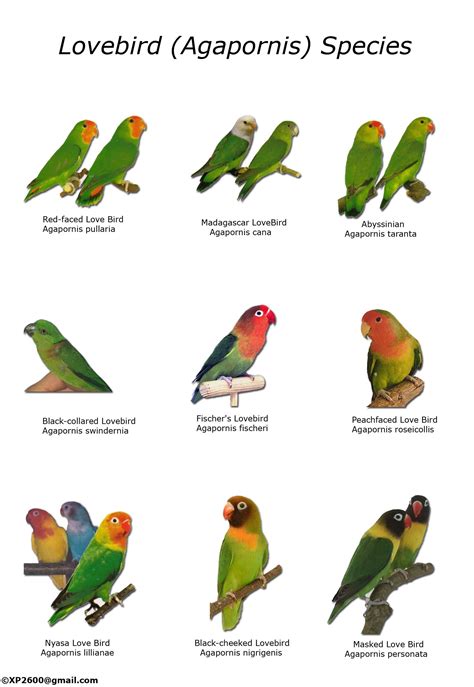 African Lovebirds Mutations Lovebirds need a cage which (With images ...