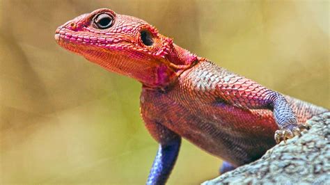 African Redhead Agama (Rainbow Lizard) - YouTube