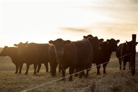 What You Need to Know About Silage Nutrition