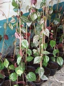 Jual Pohon Sirih Merah | Jual tanaman rambat | Jual tanaman obat herbal - Tukang Taman - JUAL ...