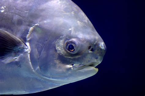 Smile! | Cute fish at the Tennessee Aquarium in Chattanooga.… | Flickr