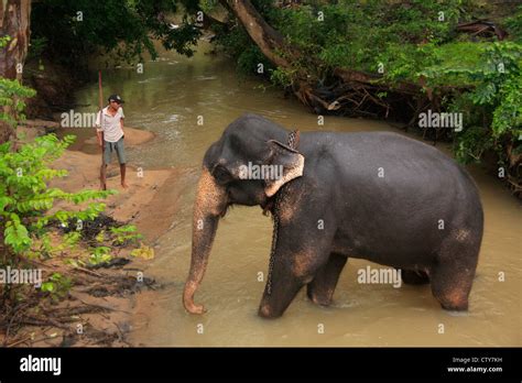 Elephant bathing in a river, Sri Lanka Stock Photo - Alamy