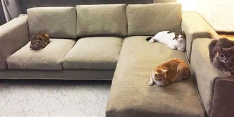 HOME - Cat Friendly Sofa Sectional Covers, Sofa Covers, Sectional Couch, Cat Proof Couch, Cat ...