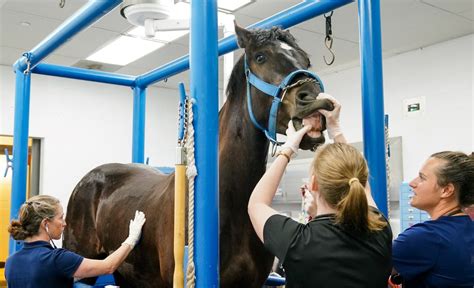 Equine Anesthesia: Keeping horses sleeping easy | Cornell University ...