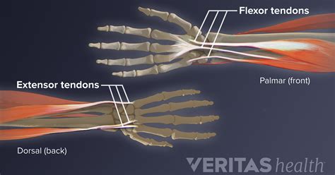 Finger Anatomy Tendons - Anatomy Reading Source