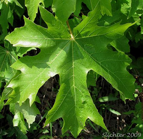 Bigleaf Maple, Oregon Maple: Acer macrophyllum