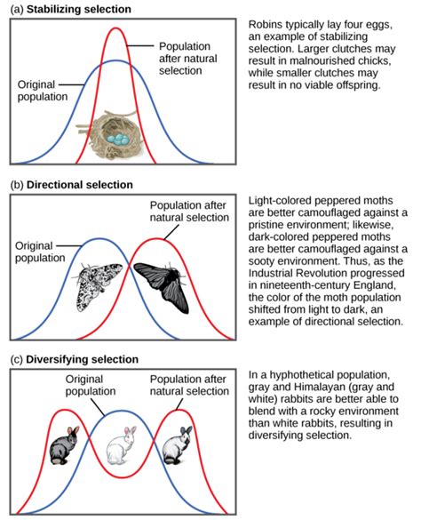 Biology, Evolutionary Processes, The Evolution of Populations, Adaptive ...