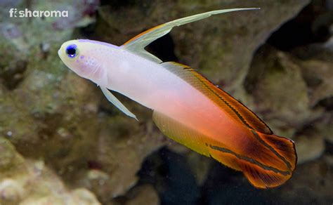 Firefish Goby: Care Guide, Diet, Behaviour, Breeding and More