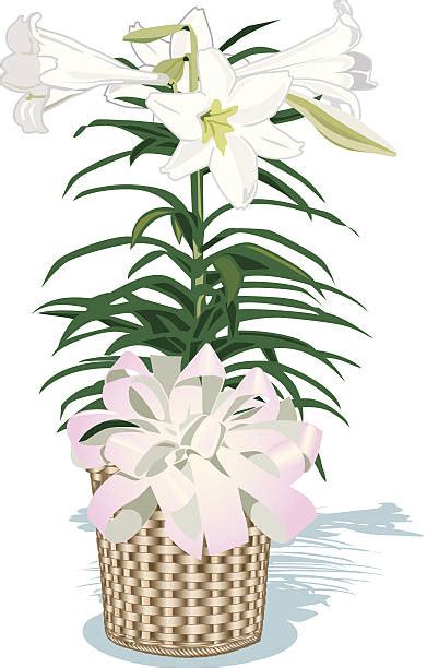 clip art easter lily 20 free Cliparts | Download images on Clipground 2024