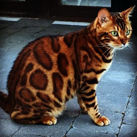 Unusual Cats With Unique Markings