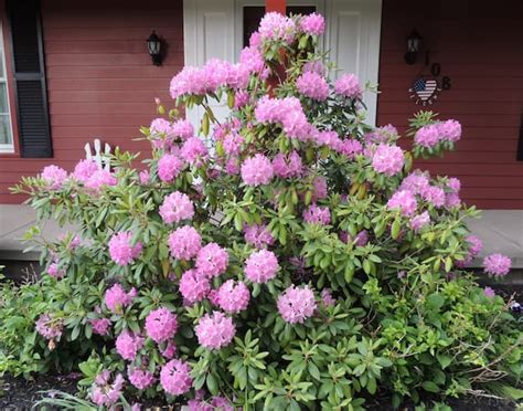 Rhododendron Bush. How to Grow Rhododendron Bushes.