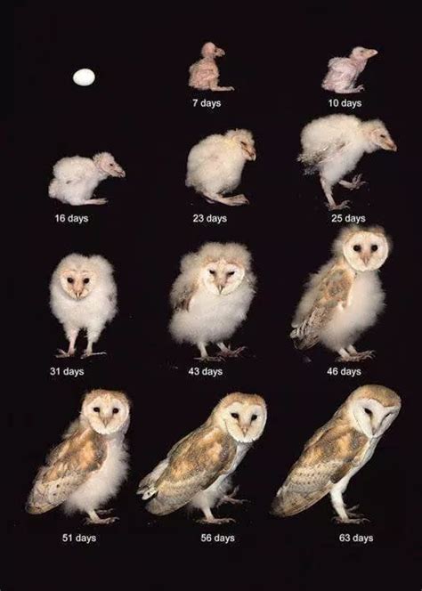 Stages of owls | Owl facts, Owl, Barn owl