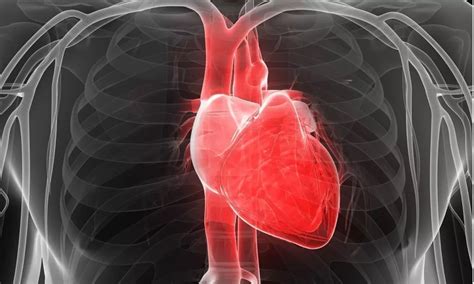 Myocardial revascularization improves myocardial function and prognosis in ischemic cardiomyopathy