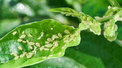 Tips to Prevent and Eliminate Aphids in Your Garden - Gardenoholic