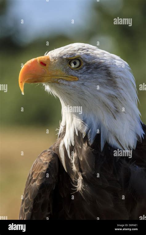 Angry Bald Eagle (Haliaeetus leucocephalus Stock Photo - Alamy