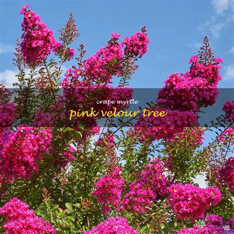 Pink Velour Crape Myrtle: A Beautiful Tree For Your Garden | ShunCy